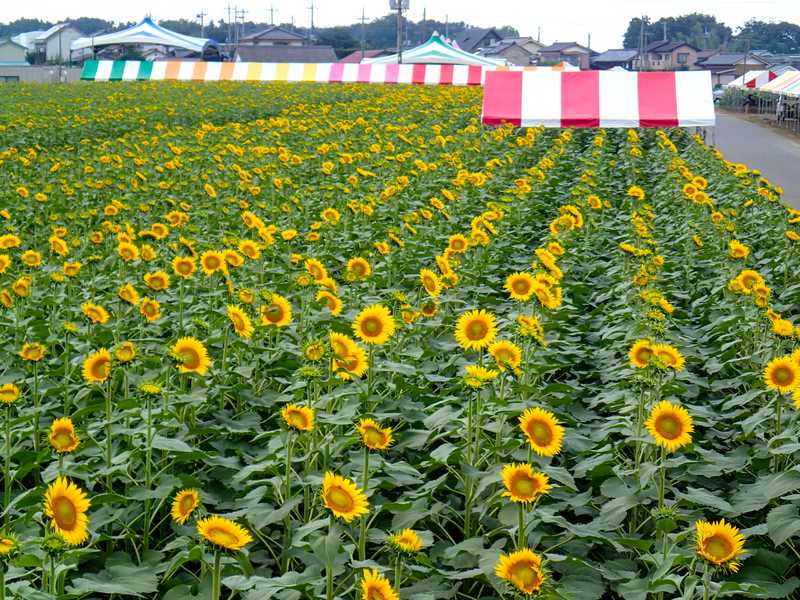 ひまわりの里 小山 佐野 足利 の施設情報 ゼンリンいつもnavi