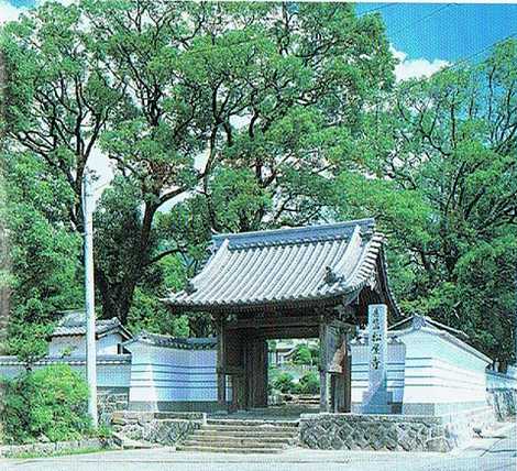 松屋寺の大ソテツの画像