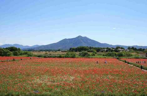 小貝川フラワーフェスティバルの画像