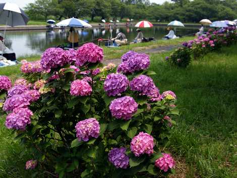 群馬の水郷公園の画像