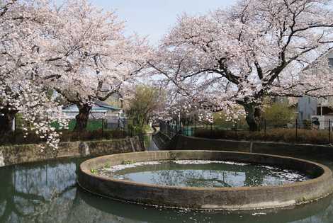 二ヶ領用水久地円筒分水の画像