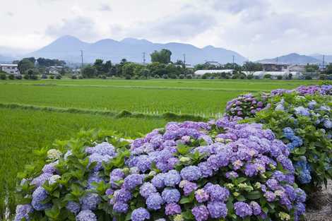 開成あじさいの里の画像