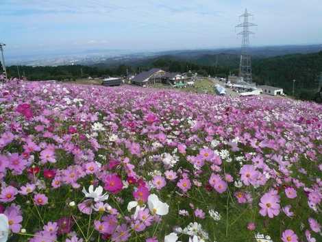 となみ夢の平コスモスウォッチングの画像