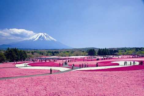 富士芝桜まつりの画像