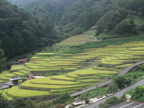 大井谷の棚田の画像