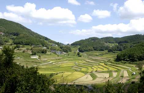 大垪和西の棚田の画像