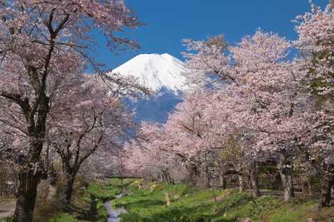 忍野村より富士山 新名庄川 忍野村より富士山 新名庄川の画像