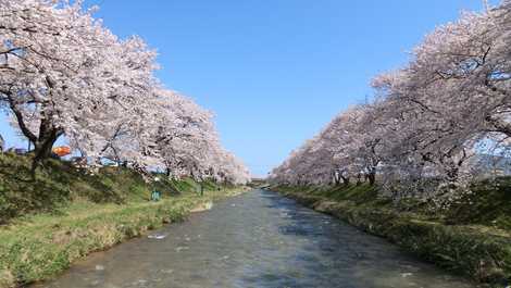 朝日町・舟川べりの画像