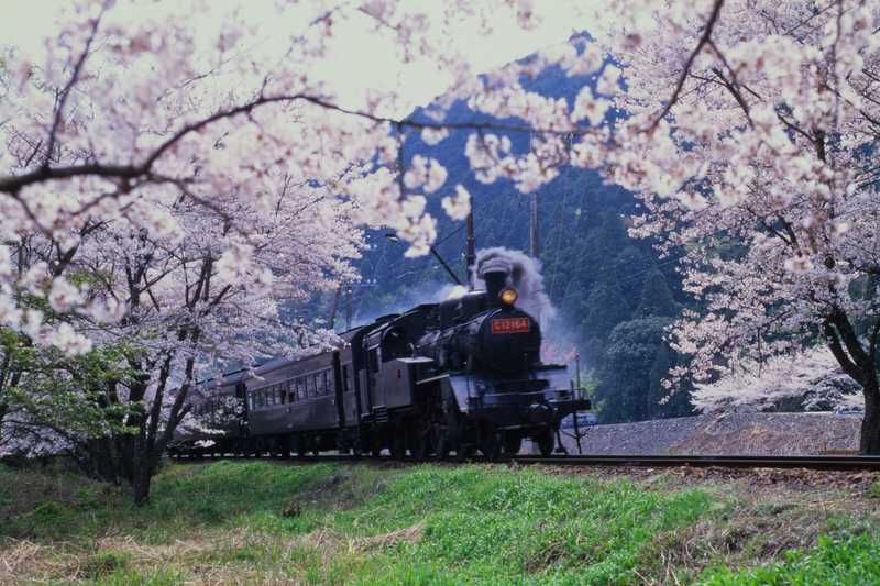 大井川鐵道のslと家山の桜トンネル 島田 榛原 の施設情報 ゼンリンいつもnavi