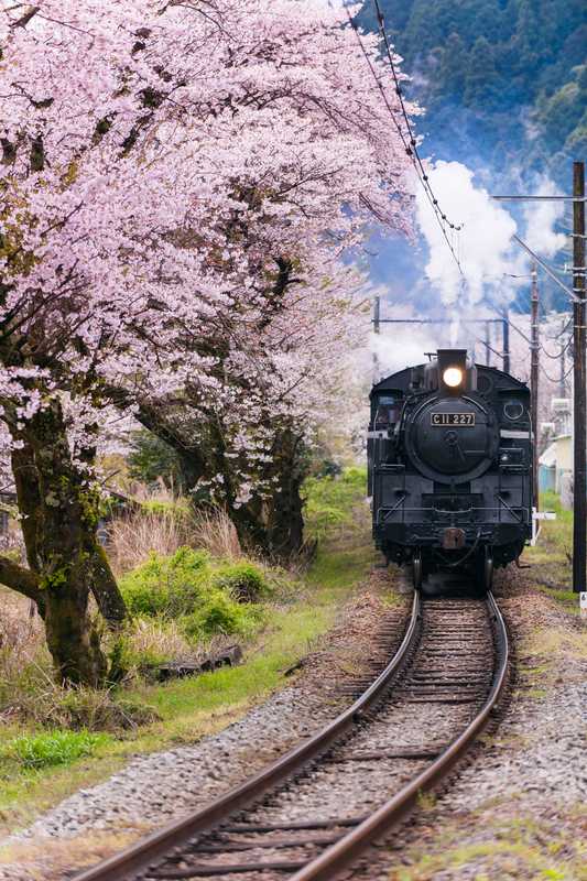 大井川鐵道のslと家山の桜トンネル 島田 榛原 の施設情報 ゼンリンいつもnavi