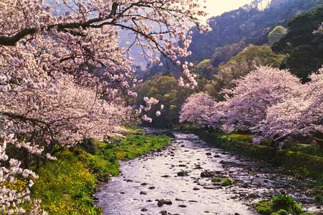 那賀川桜並木の画像