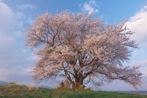 為内の一本桜 盛岡 花の名所 の施設情報 いつもnavi