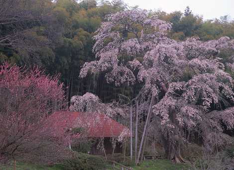 雪村桜の画像