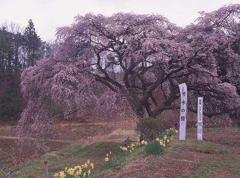 芳水の桜の画像