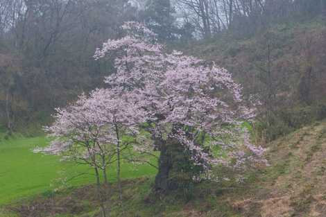 長沢の桜の画像