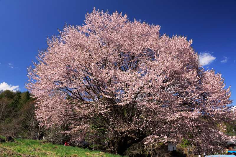 天王桜 尾瀬 の施設情報 ゼンリンいつもnavi