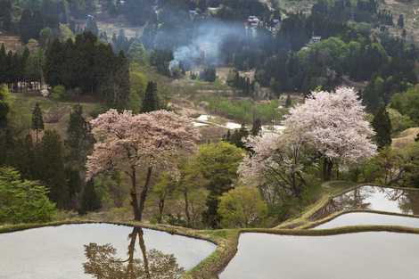 儀明の桜の画像