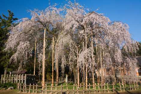 足羽神社しだれ桜の画像