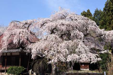 西光寺の画像