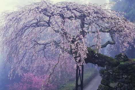 瀧蔵神社の権現桜の画像