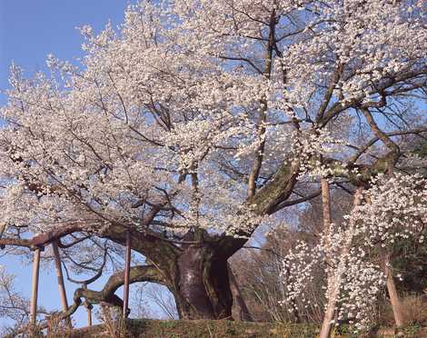 三隅大平桜の画像