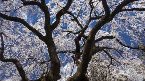 市川家のしだれ桜（中越家の傍）の画像