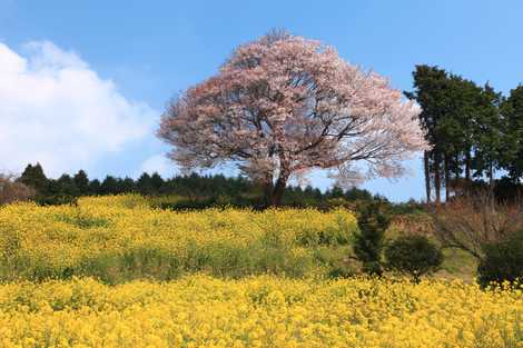 馬場の山桜の画像