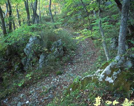 遠野・釜石街道　仙人峠の画像