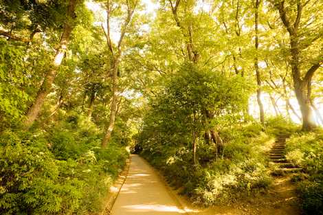 伝鎌倉街道（黒鐘公園付近）の画像