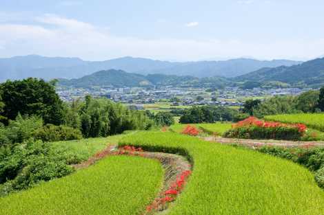 葛城の道の画像