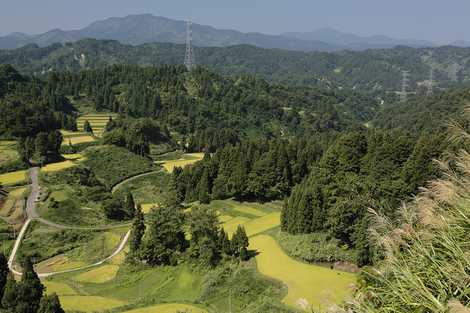 大白倉の棚田の画像