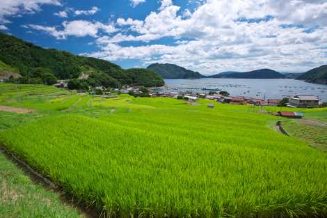 日引の棚田 小浜 若狭 景観地 展望台 灯台 の施設情報 いつもnavi