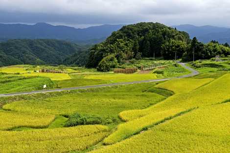 山王寺の棚田の画像