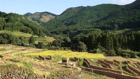 寒川地区棚田の画像