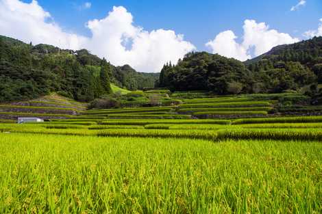 鬼ノ口棚田 八代 人吉 芦北 景観地 展望台 灯台 の施設情報 いつもnavi