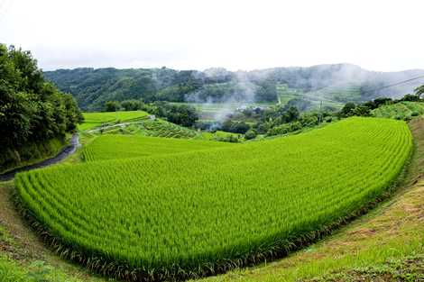 内成棚田の画像