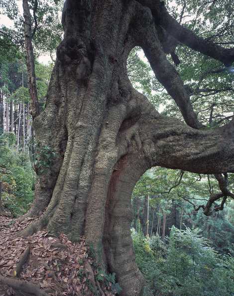 滝の入のタブノキの画像