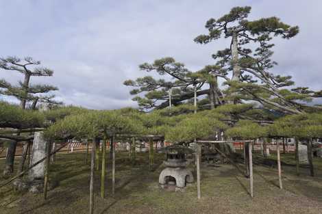 唐崎の松の画像