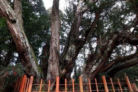 八つ房杉（桜実神社）の画像