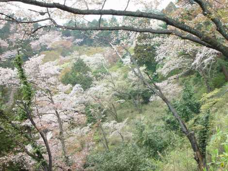 金比羅山公園の画像