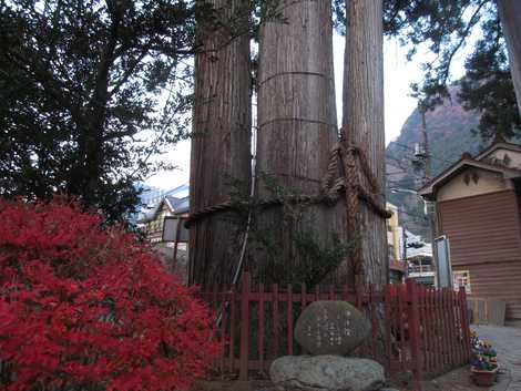 氷川の三本杉の画像