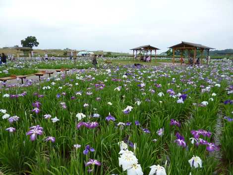 江戸川区小岩菖蒲園 柴又 植物園 の施設情報 いつもnavi