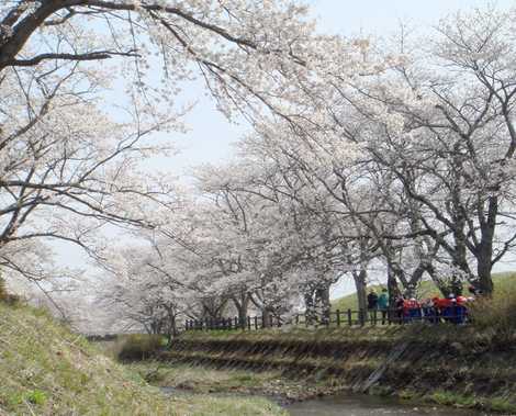 笹原川千本桜 笹原川千本桜の画像
