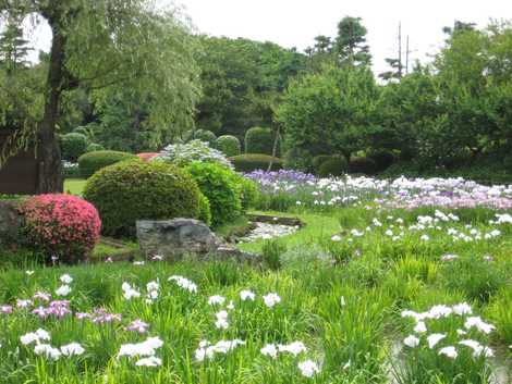 菖蒲園の画像