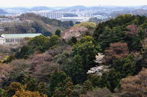 釜利谷市民の森の画像