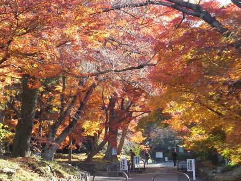 鷺森神社 鷺森神社の画像