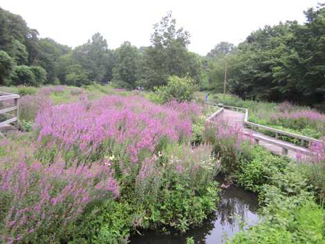 水生植物園・深大寺城跡の画像