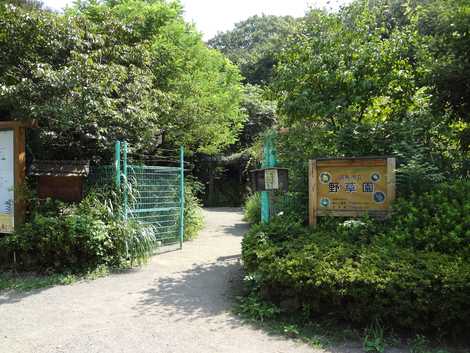 深大寺自然広場・野草園の画像