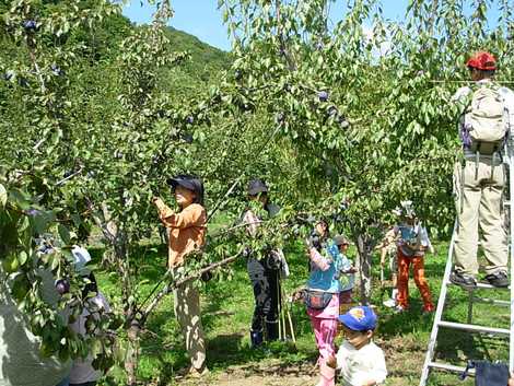 砥山ふれあい果樹園の画像