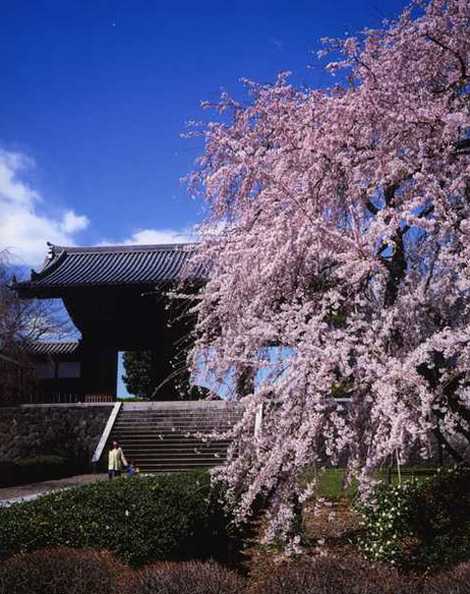 東郷寺の画像